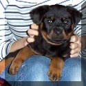 German Rottweiler puppy photo. VKW Rottweilers 8 week old female.